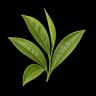 Green tea leaves