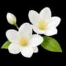 Jasmine flowers