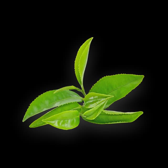 Loose Green Tea Leaves