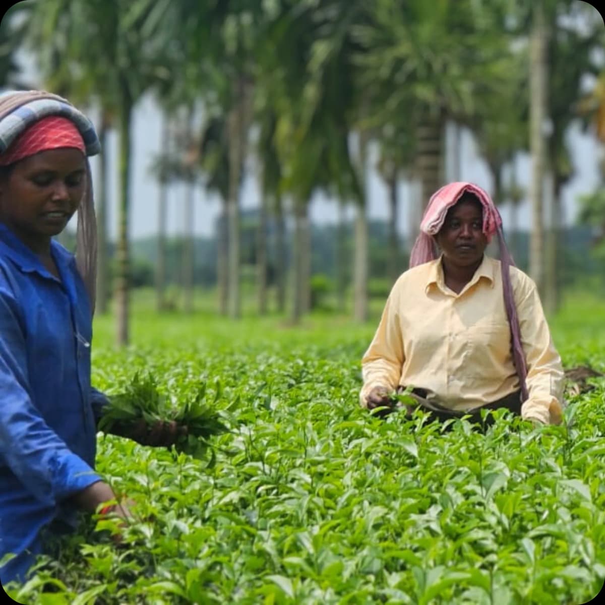 Women picking tea leaves