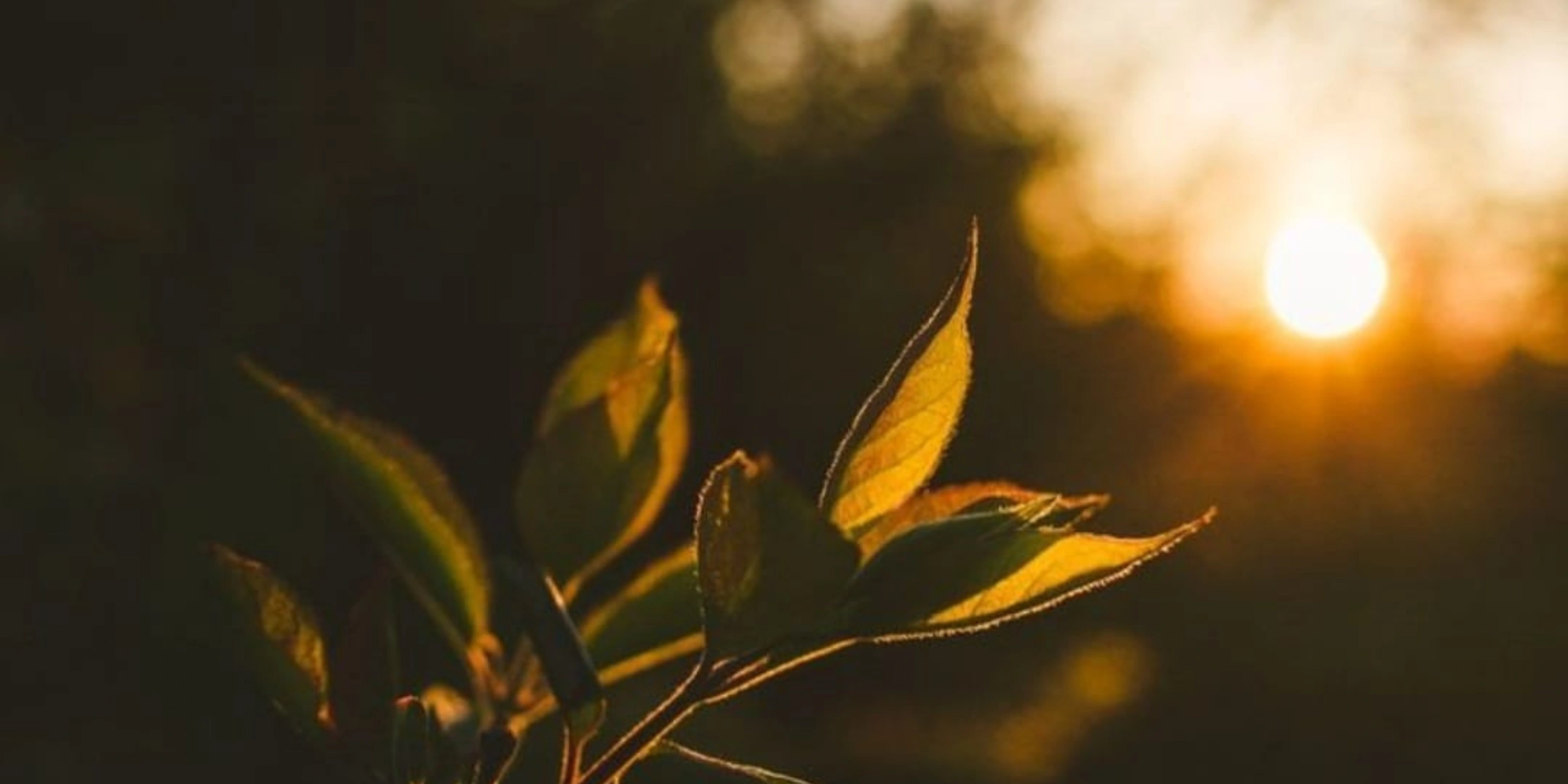 Tea leaves with sunlight
