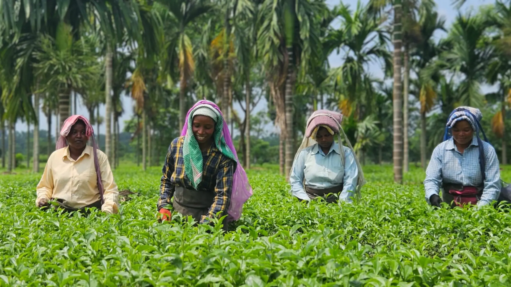 Women picking tea leaves